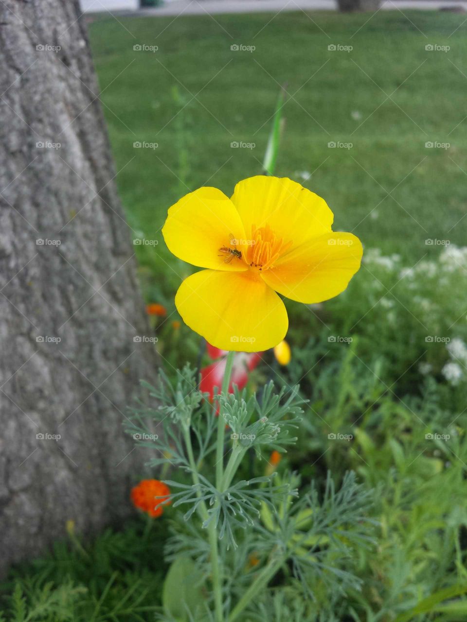 california poppy & pollinator friend
