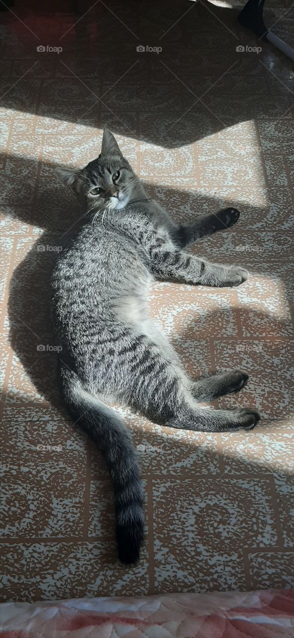 С  добрым   утром! Коты!