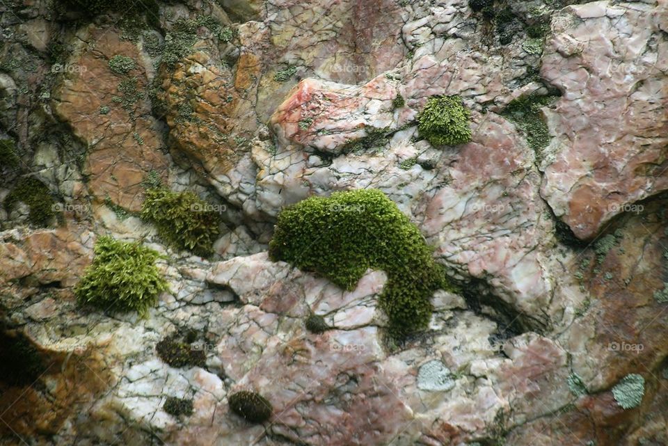 Rock Moss 