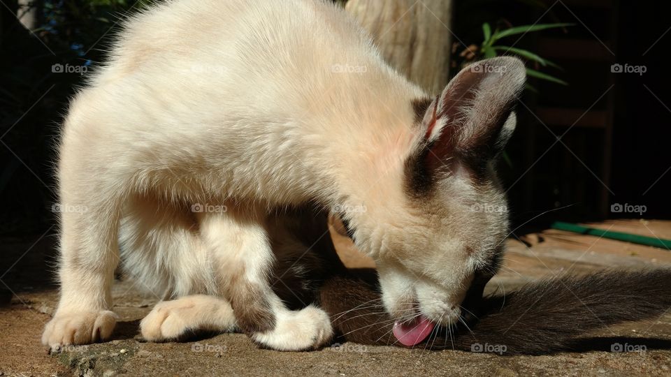 Gato se lambendo e com a língua no chão dá calçada.