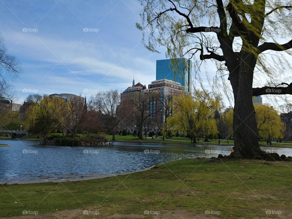 boston public gardens