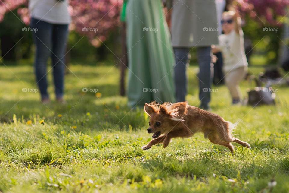 hairy chihuahua Dog jumping in the beautiful grass fields in front of human legs