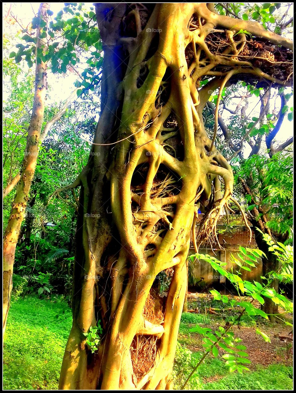 Tree roots