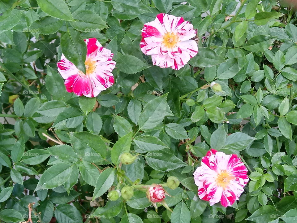 summer flowers in las vegas