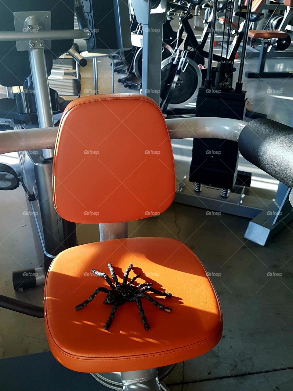 spider at gym