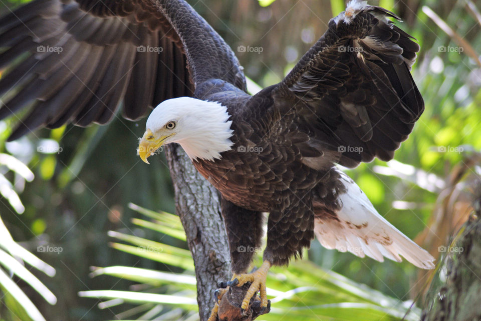 Bald eagle