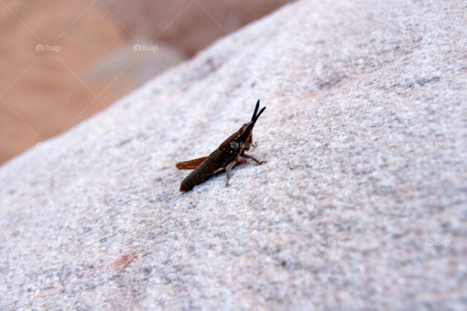 macro animal insect bug by peder66