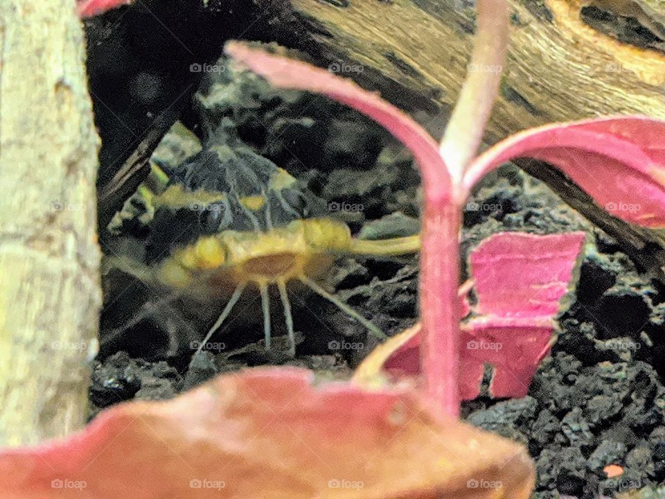 Laughing Raphael Catfish hiding in live planted freshwater aquarium under driftwood bonsai tree