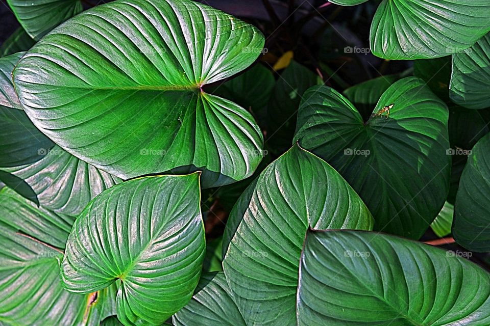 BELAS FOLHAGENS NA MATA