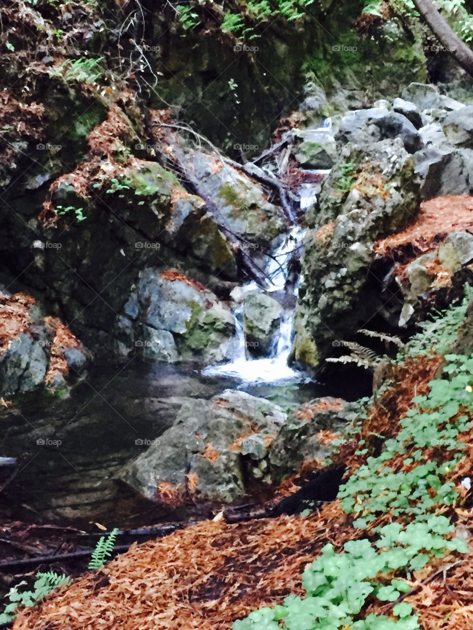 Lime Kiln Park creek