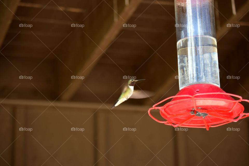 hummingbird