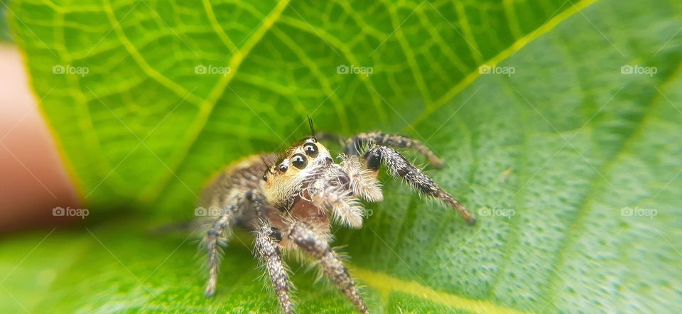 Wildlife photography and macro photography