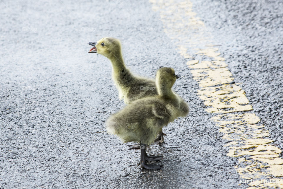 Goslings calling momma 