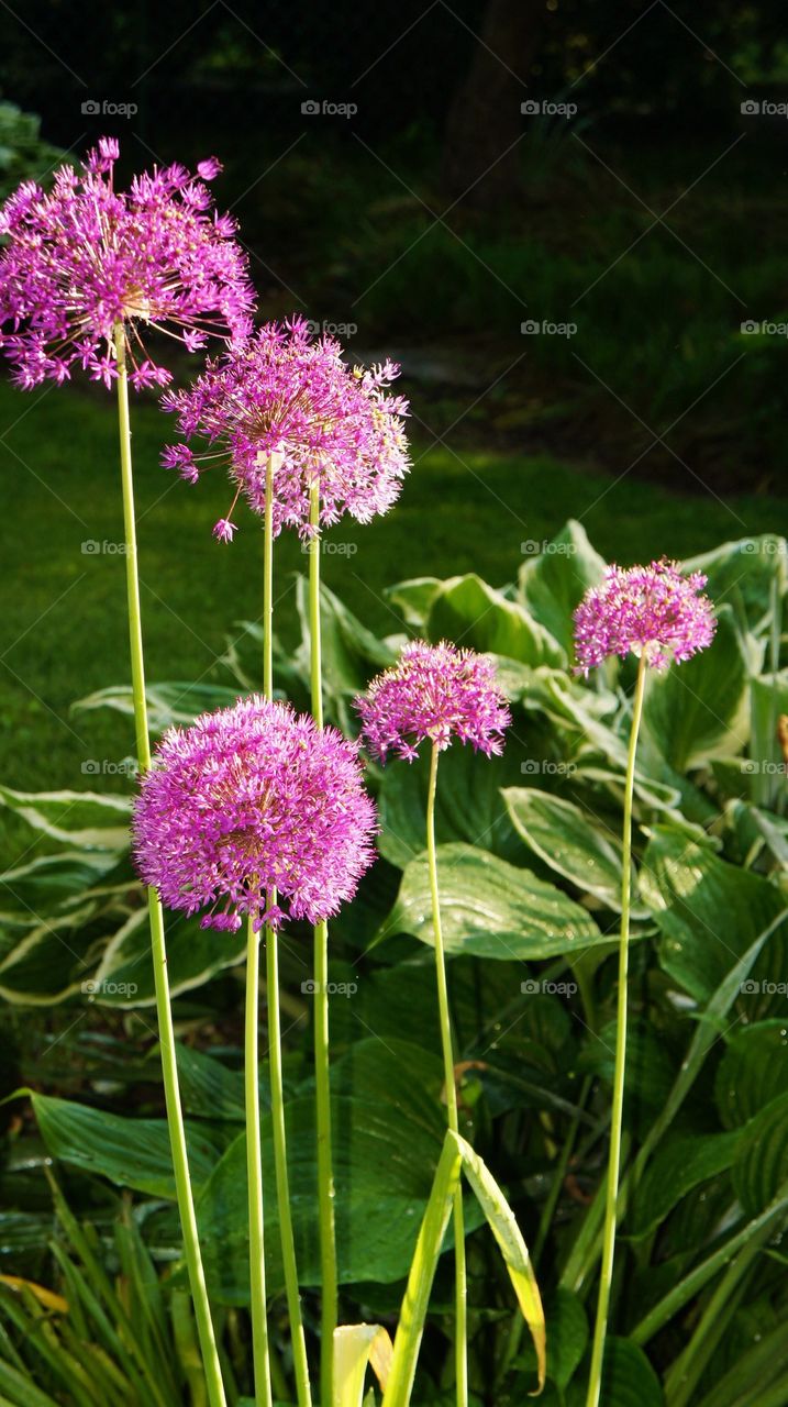 Close-up of Allium flowers blooming outdoors