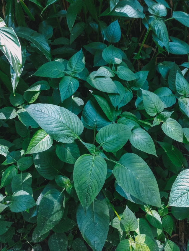 composition of leaves