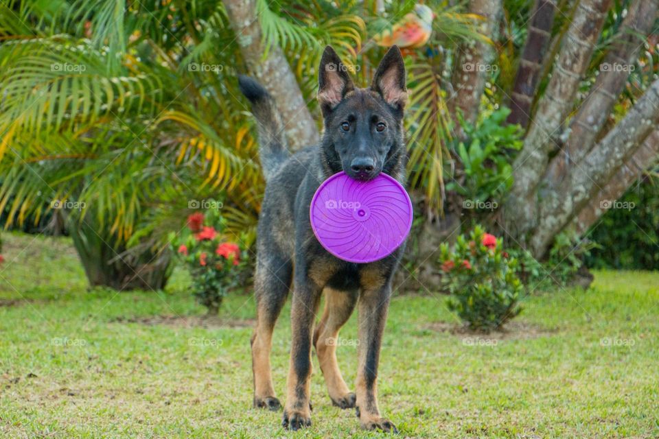 German shepherd playing - Pastor Alemán jugando