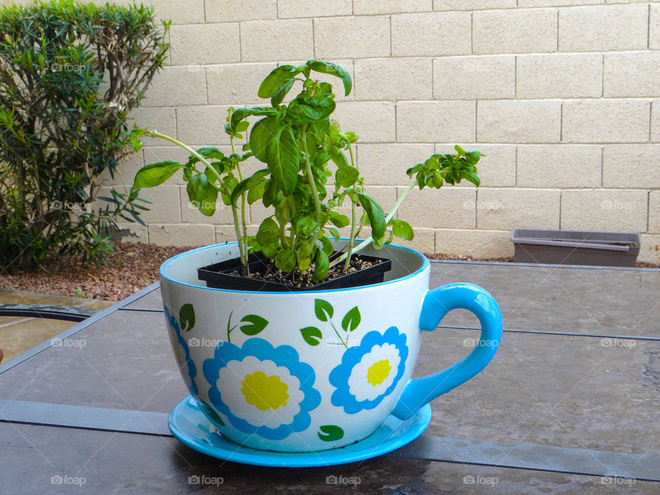 Plant in a coffee pot 