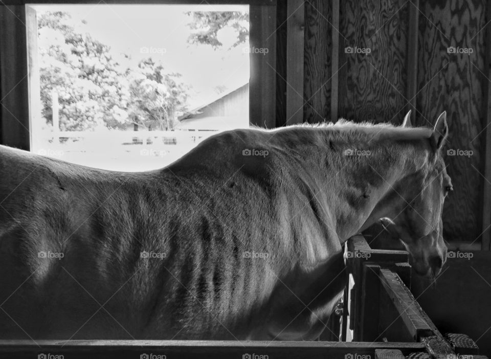 Horse In Stables. Black And White Image Of Racing Horse In Stables