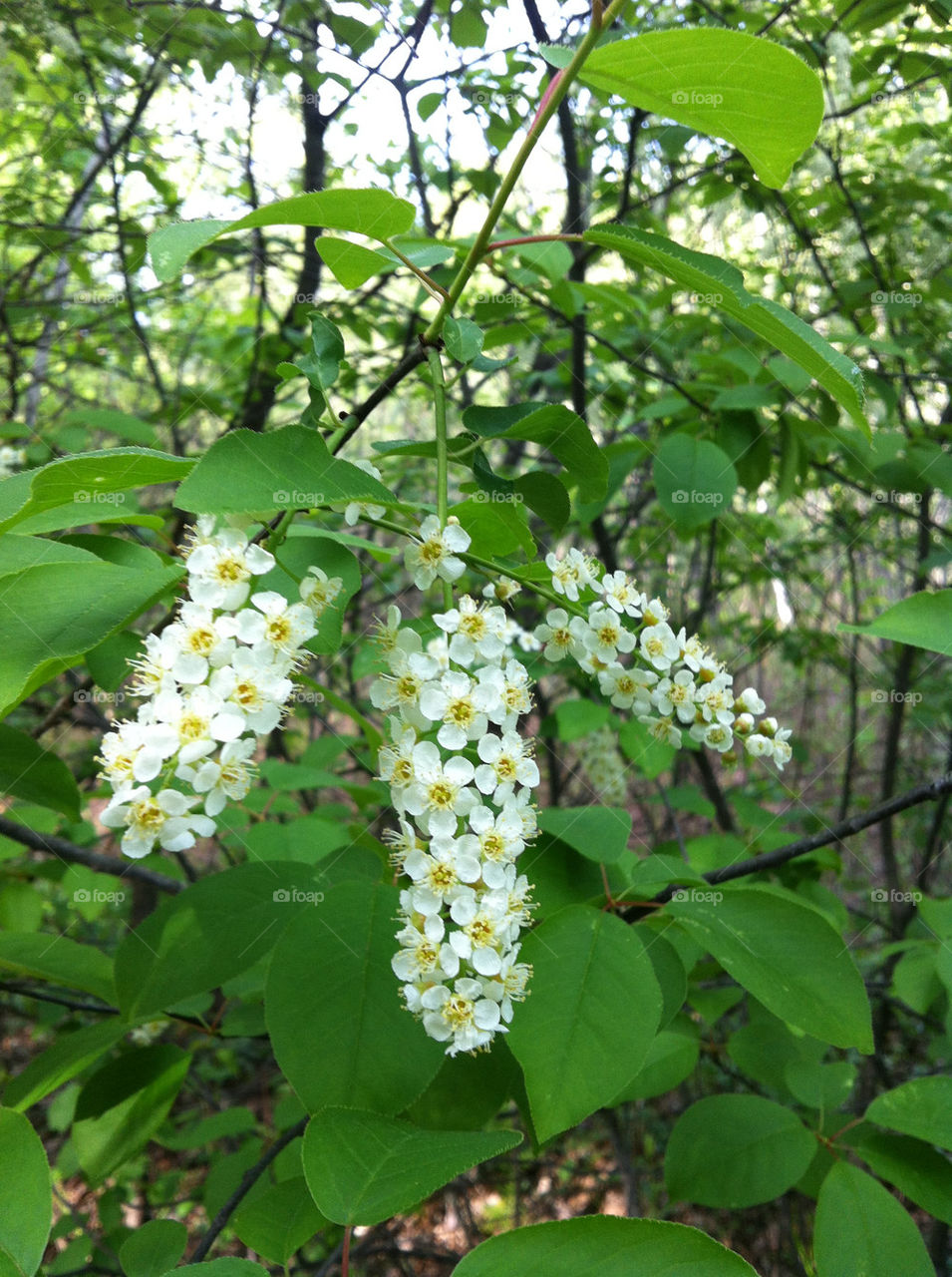 TREE IN BLOOM