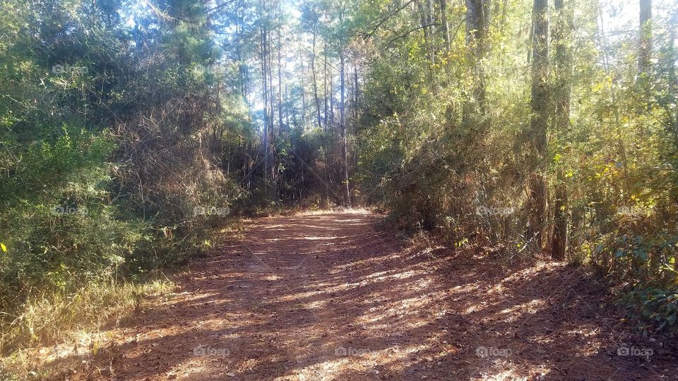 sun rays coming through the trees in the woods on a walking path near a lake in Vidor Texas United States of America 2017