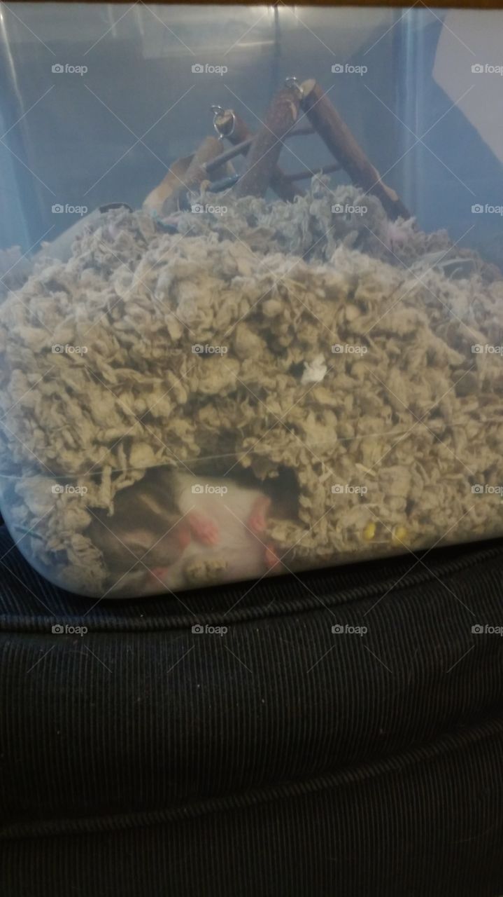 Dusty, sleeping in his burrowed cave.