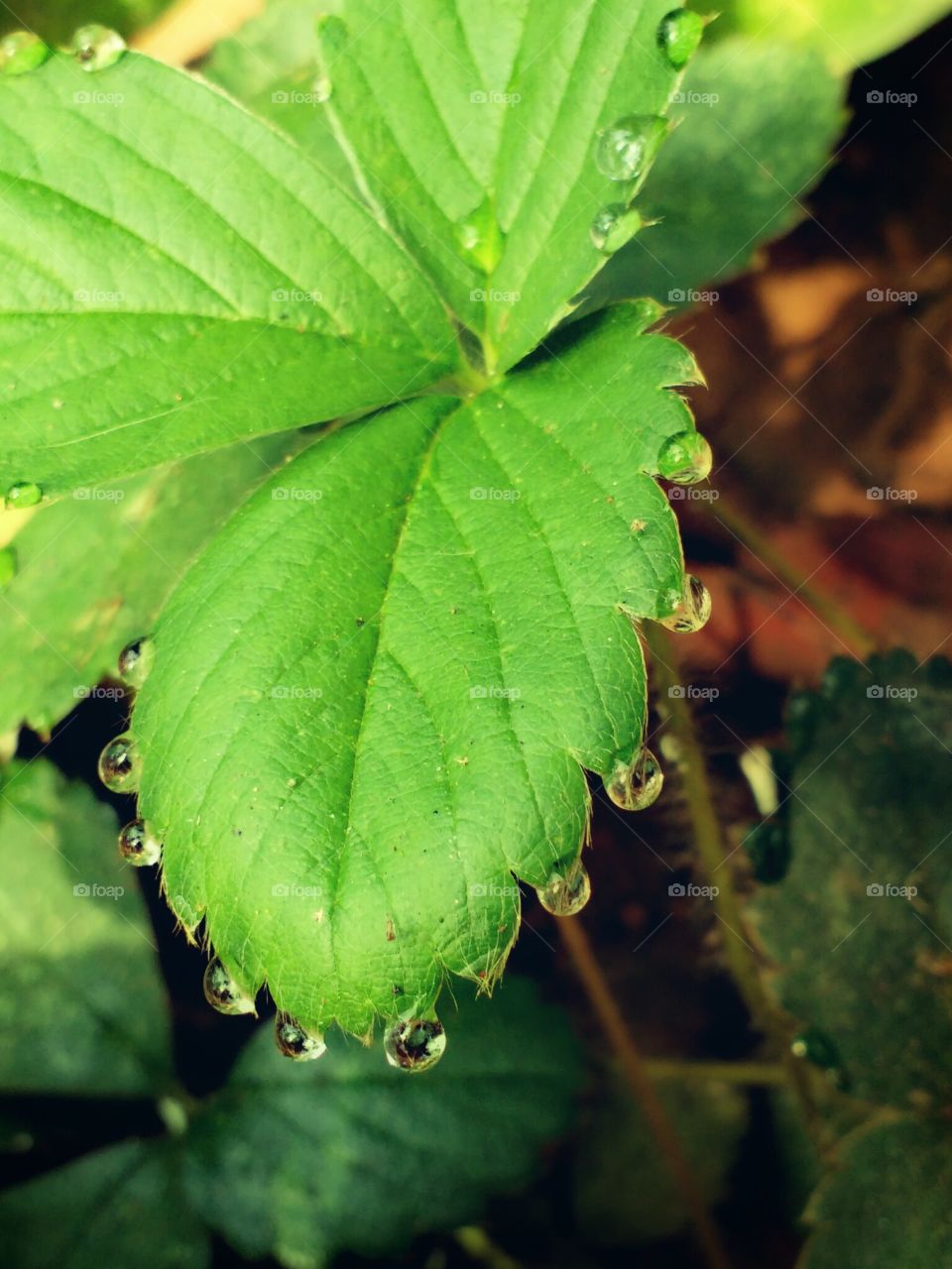 rain drops