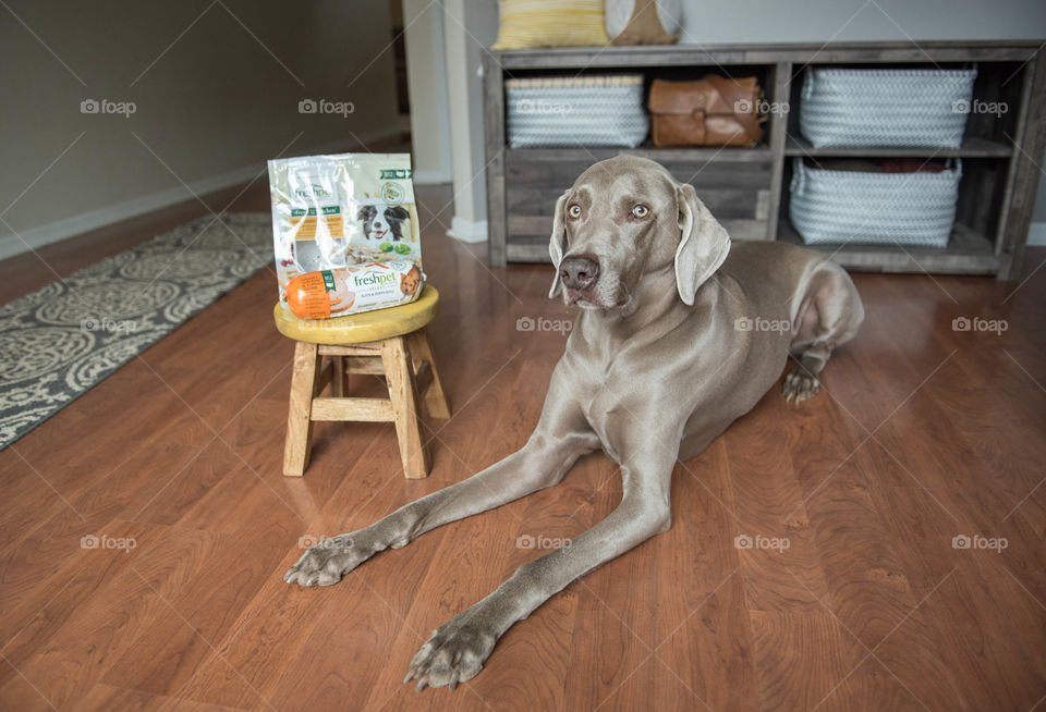 Weimaraner dog laying on the floor next to a bag of dog food