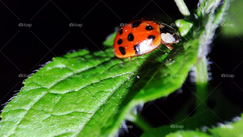 Lady bug on leaf