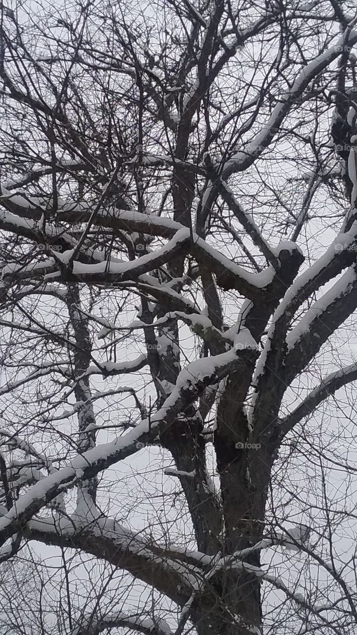 snow covered branches