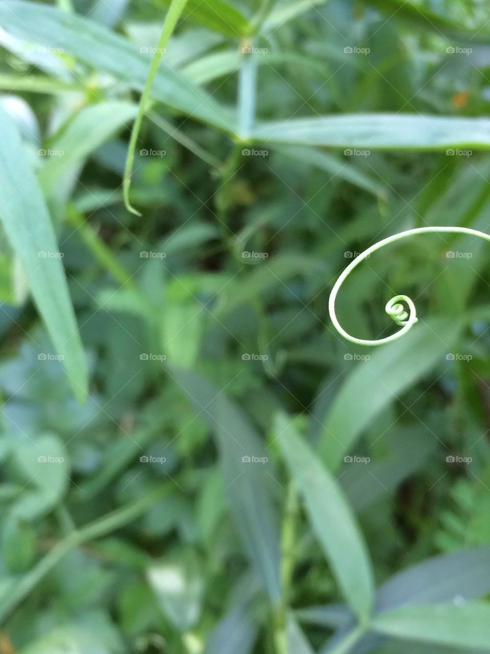 Swirly Plant