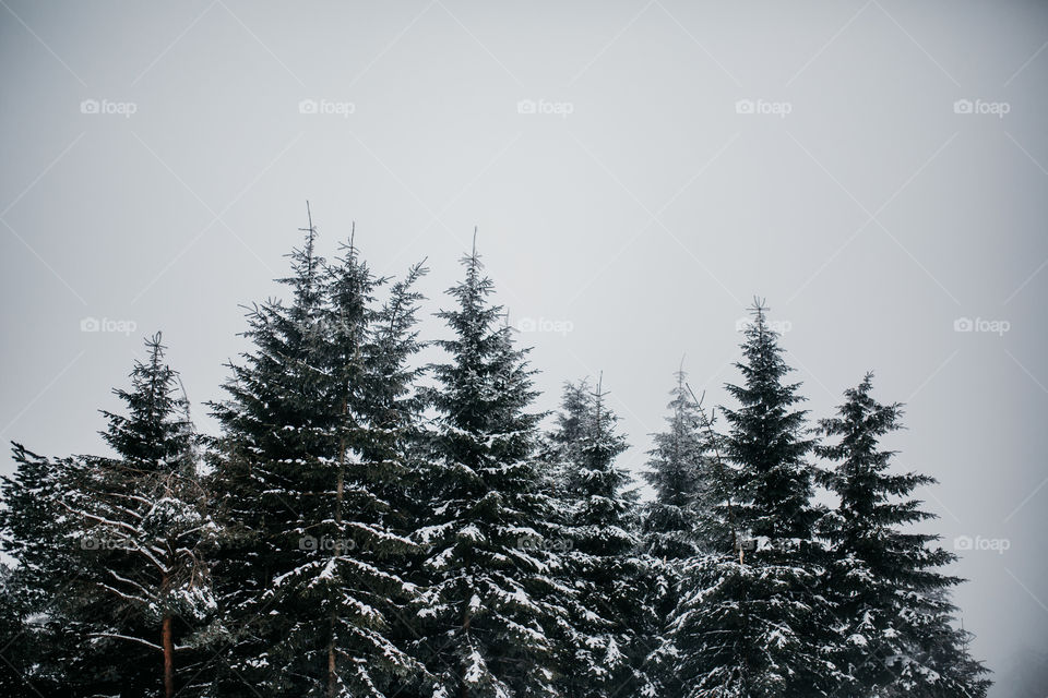 Walking into winter wonderland