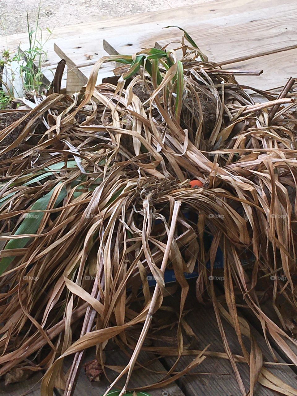 Gotta get these day lilies cleaned up and bulbs back into the ground real soon. 