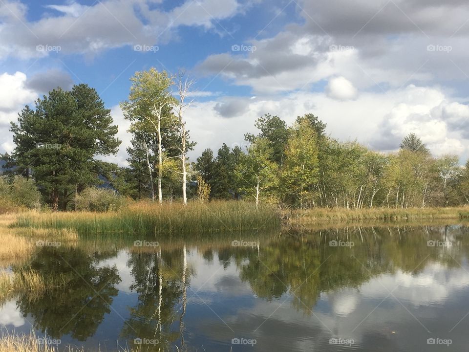Tree reflection on mountain lake