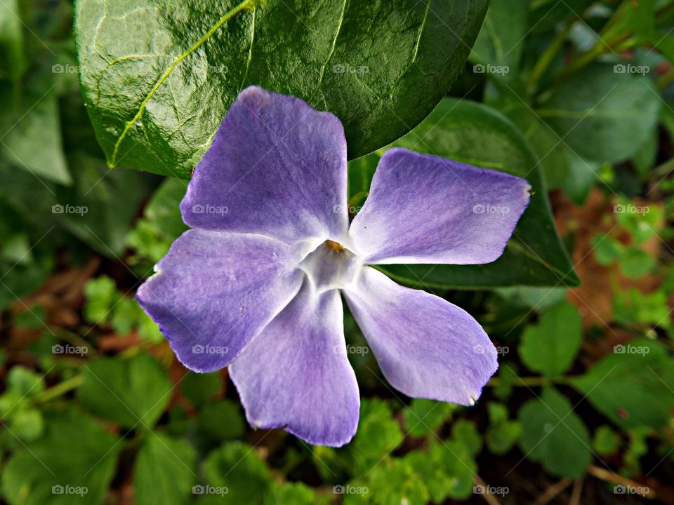 Purple flower