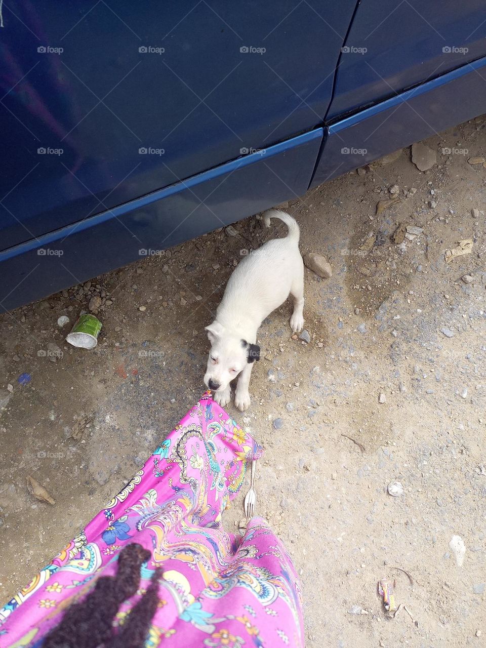 a stray puppy always pulling on my dress he is to cute