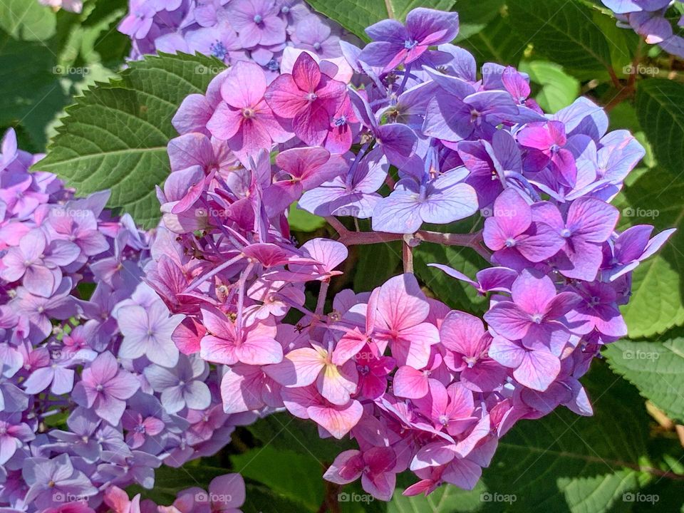 Flower blossoms of bigleaf hydrangea