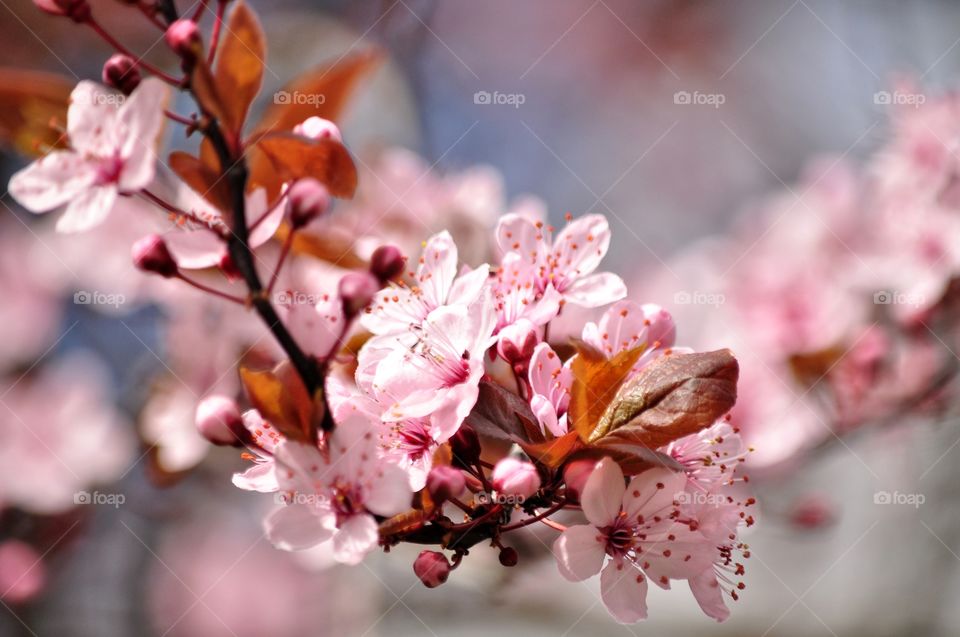 Flower, Cherry, Nature, Branch, No Person