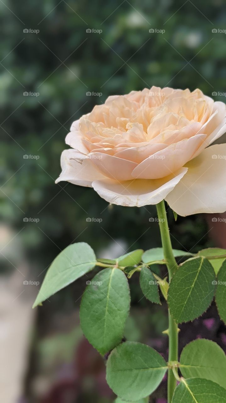 A beautiful rose never grow on the dry soil, a happy lovely smile never hide their true secret so how about you. Do you show your smile to everyone you love, the one you care most. or you decide to make a sad face to make them feel sorry for you.