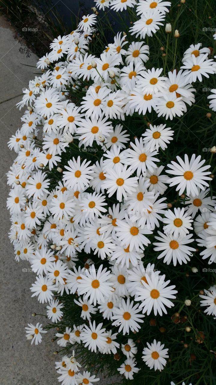 Daisies