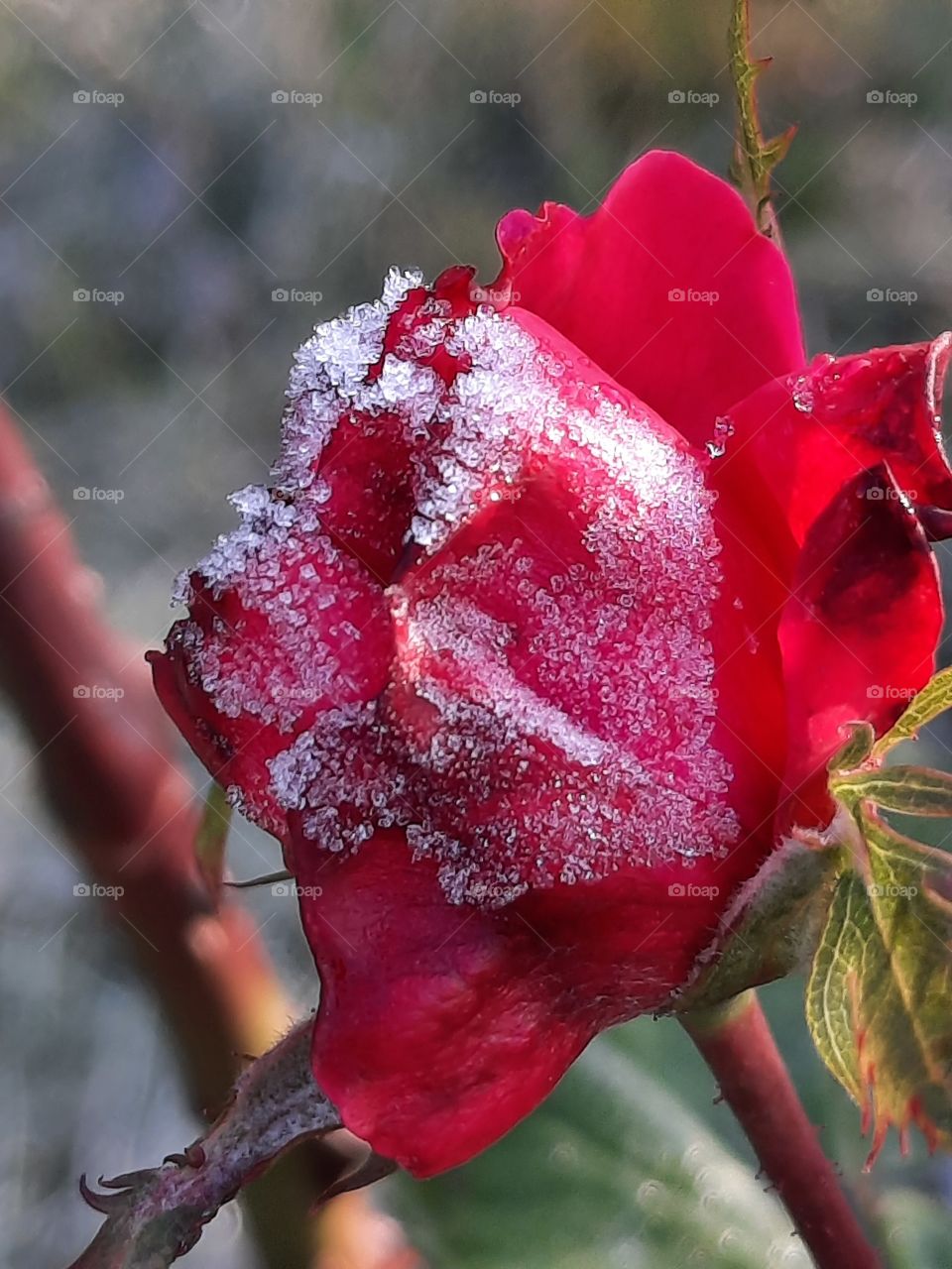 first autumn frost beatten petals of red rose