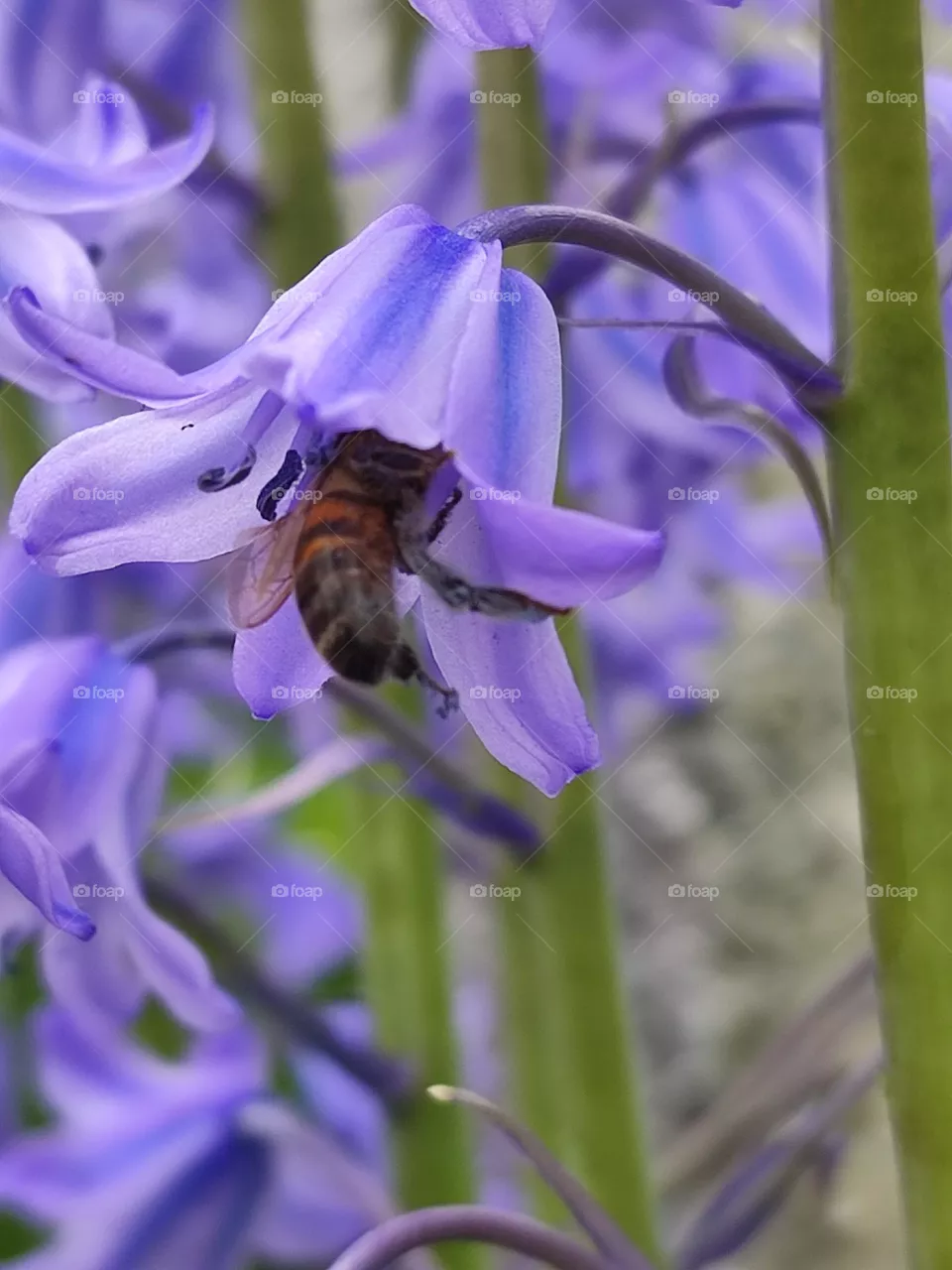 A honey bee, pollen