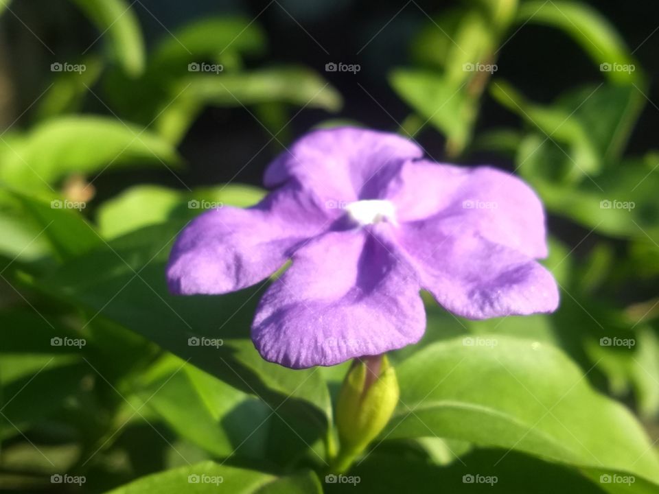 litle flower