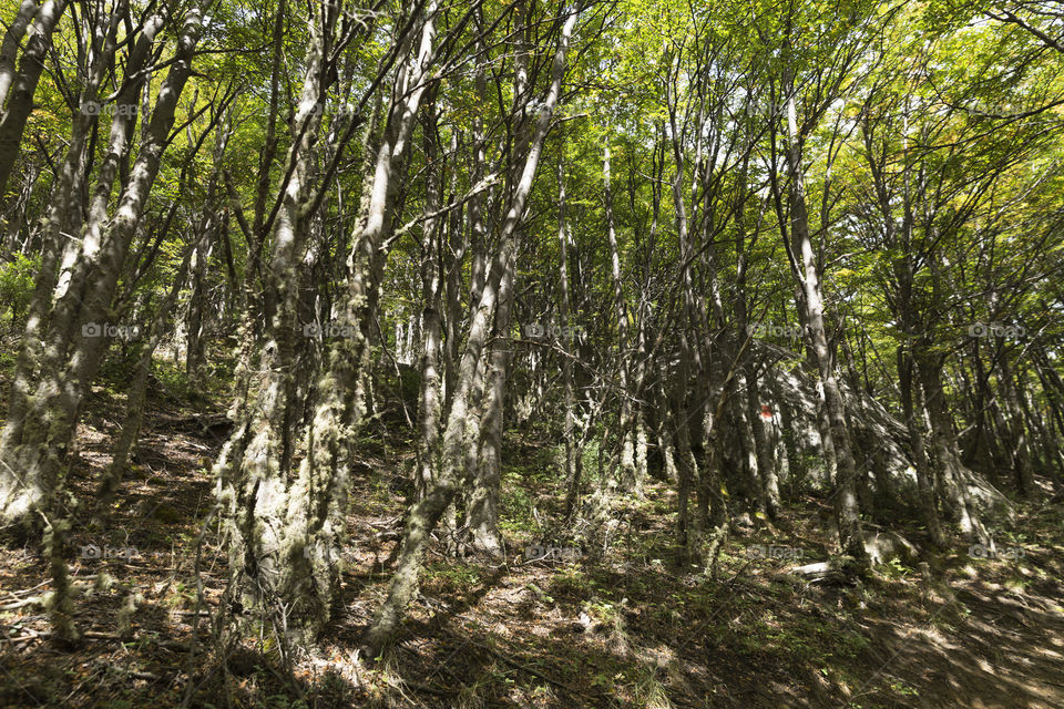 Forest in Patagonia Argentina.