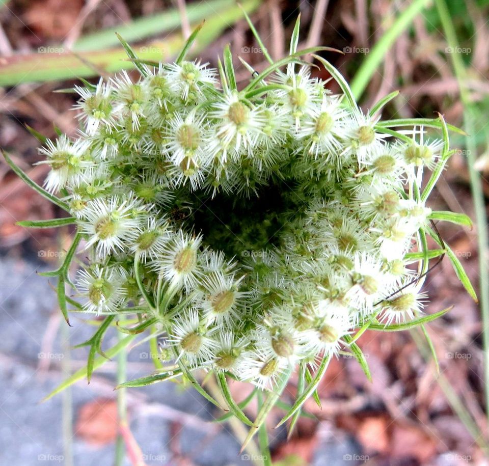 vegetal heart