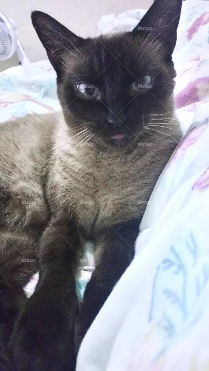 charming cat