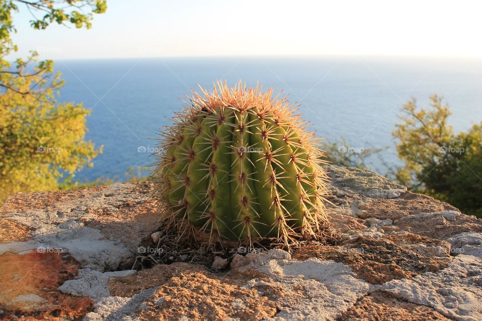 Cactus, Nature, No Person, Desert, Sky