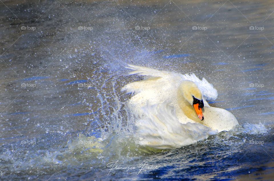 White swan caught in action staying water 
