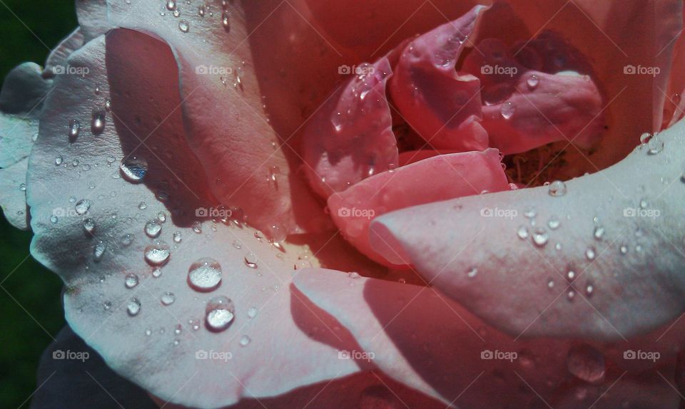 Rose with water droplets