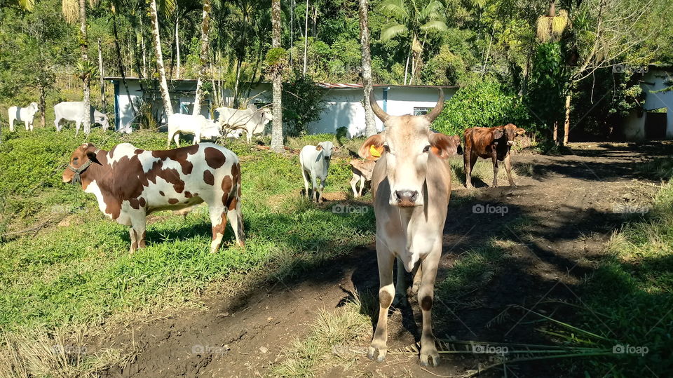 שועל, פרה, עגל, חתול, עדר, חוף, טבע, סביבה.