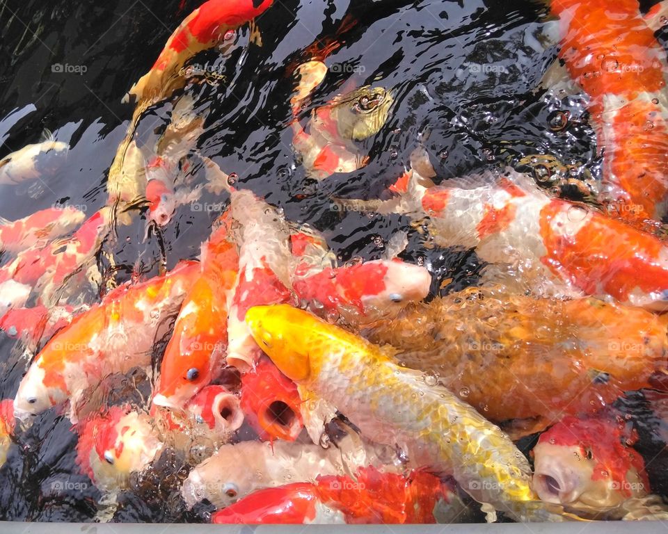 Group of koi fish in pond